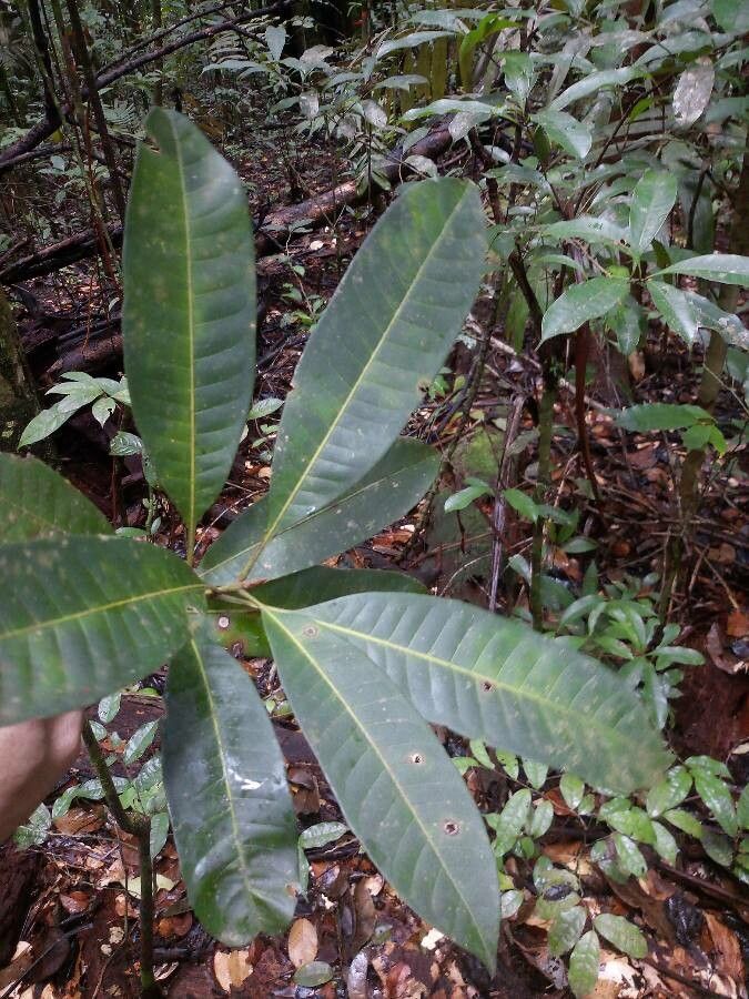 Pouteria jariensis leaf