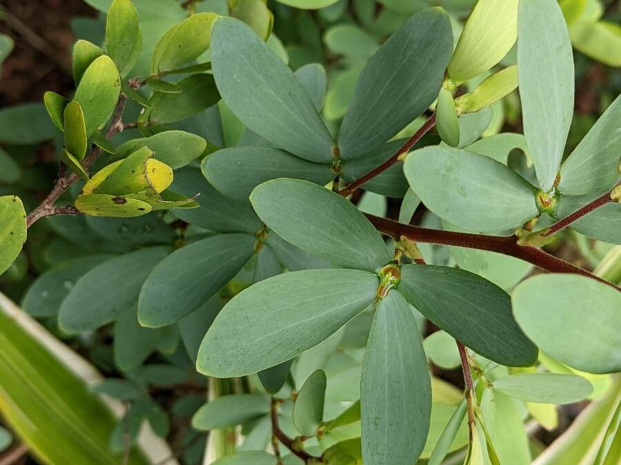Chamaecrista desvauxii — houseplant care guide
