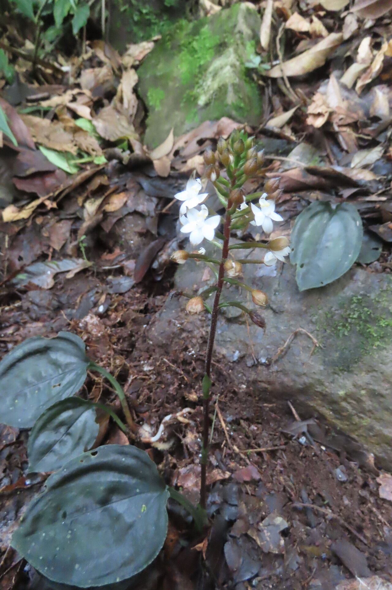 Cranichis lankesteri leaf