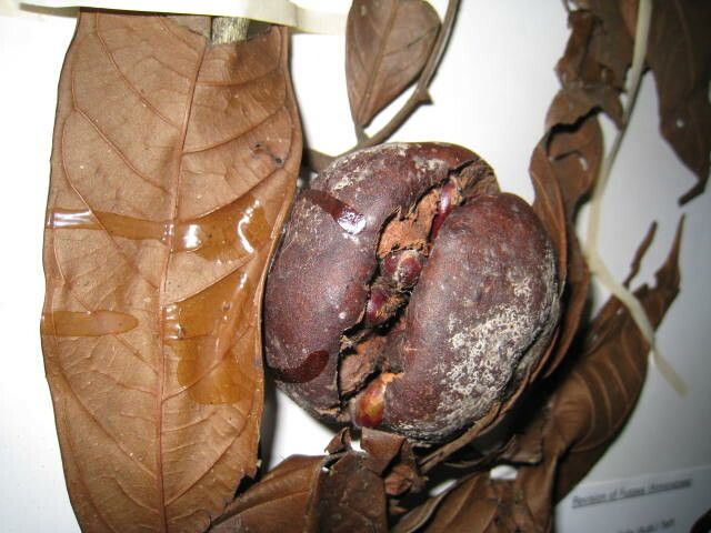 Fusaea longifolia other