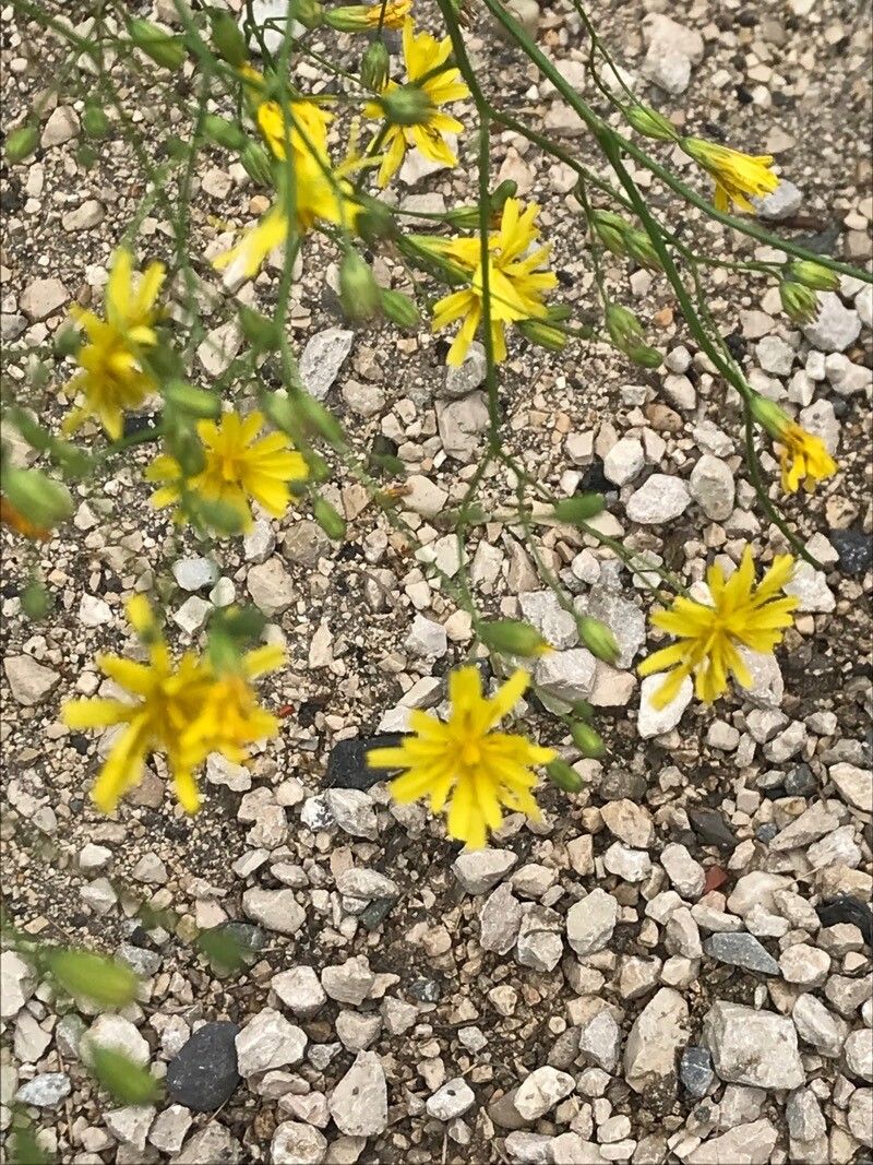 Chondrilla chondrilloides flower