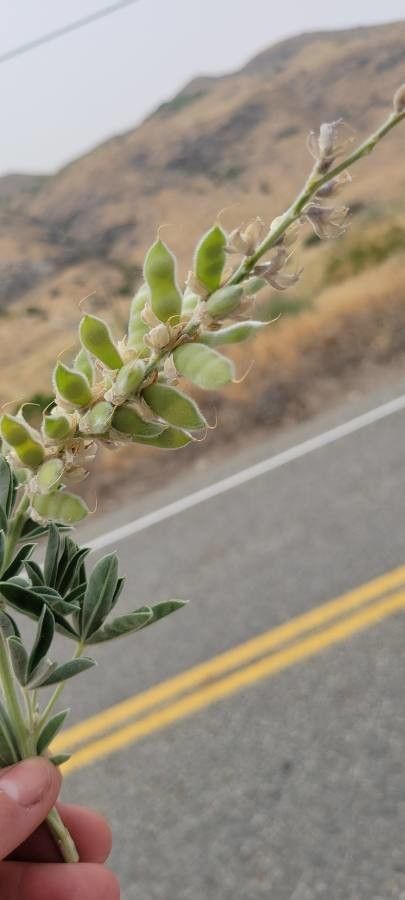 Lupinus albus fruit