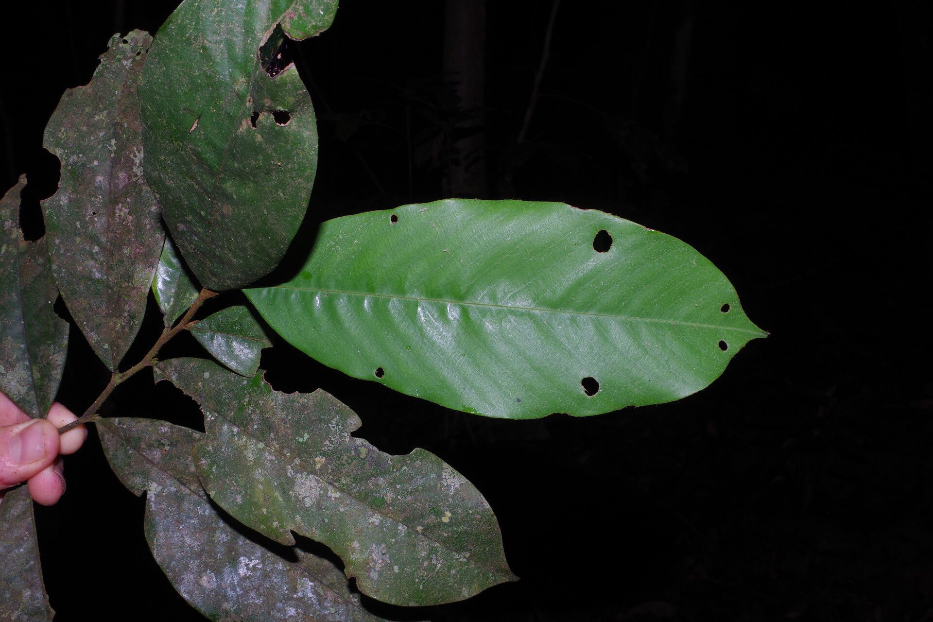Piptostigma oyemense leaf