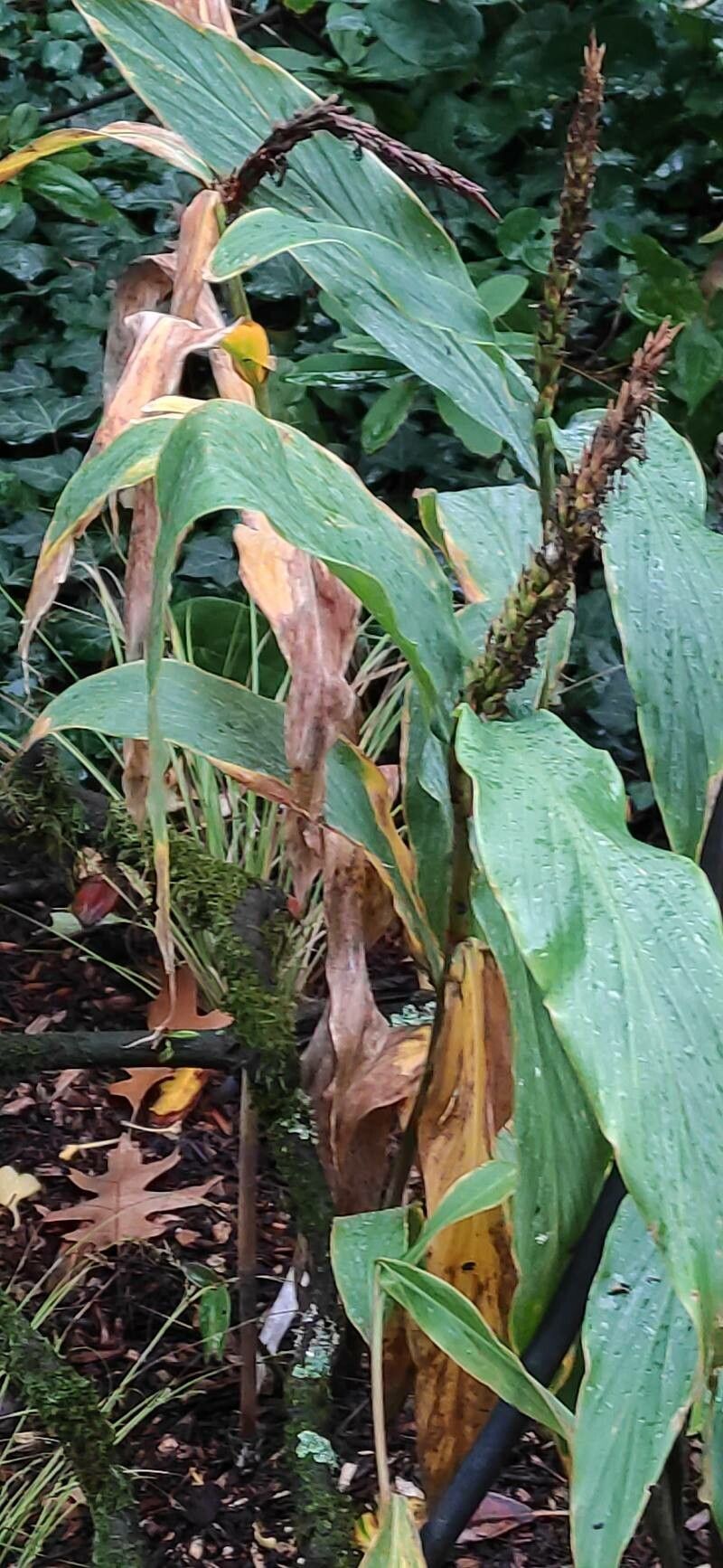 Hedychium densiflorum habit
