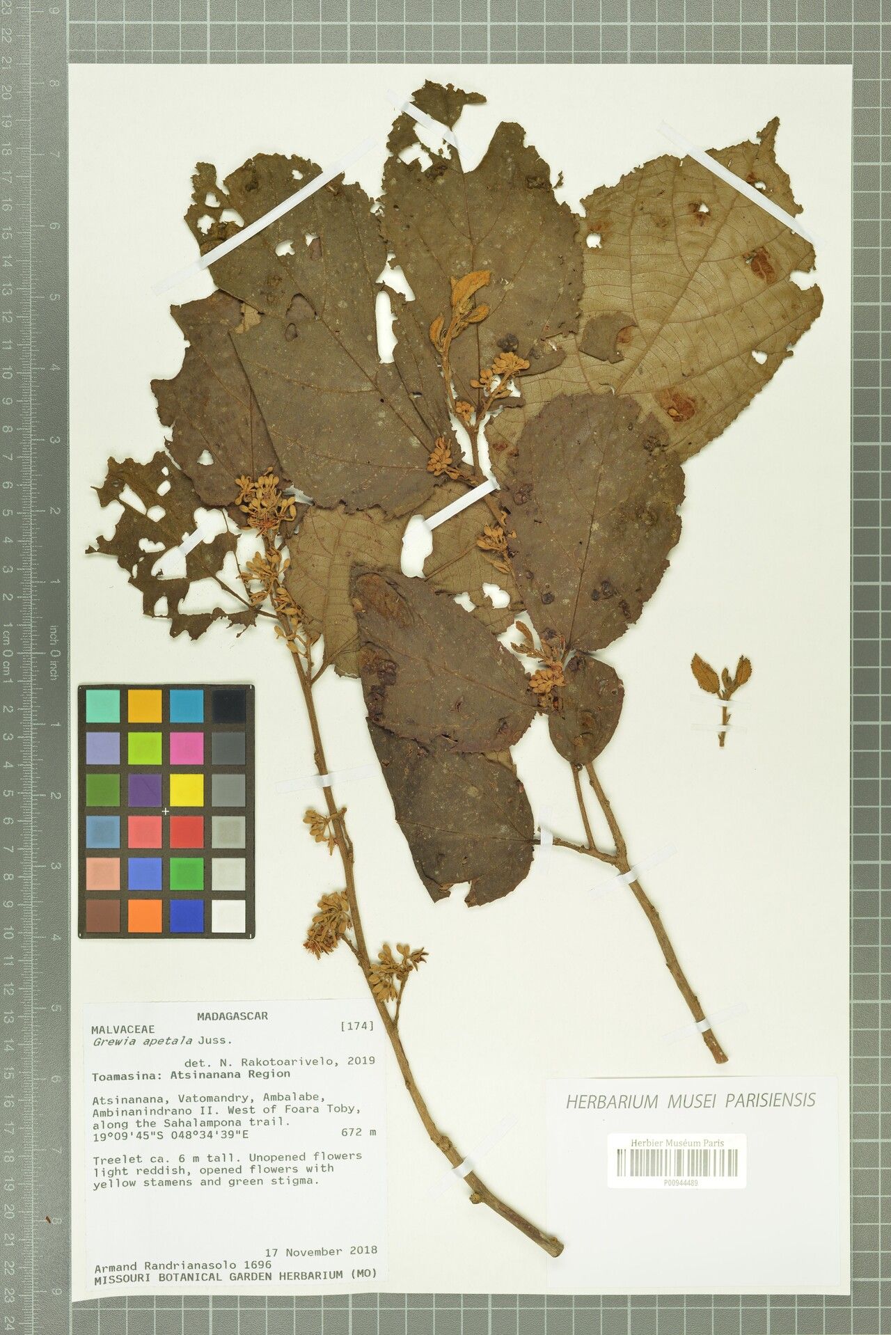 Grewia apetala — houseplant care guide