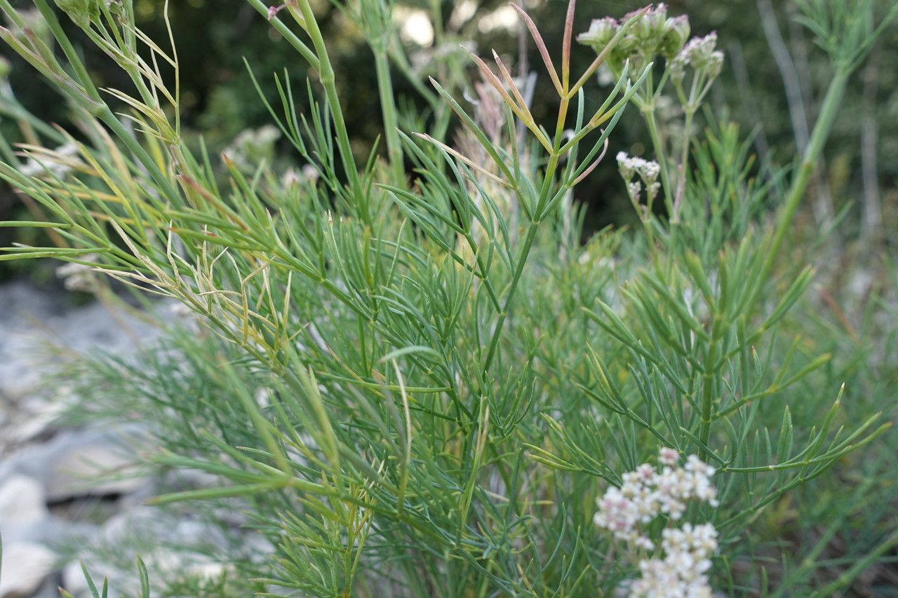 Seseli galloprovinciale — search result for 'Seseli'