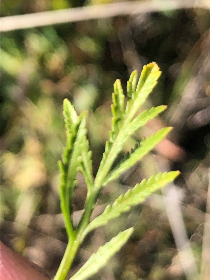 Diplotaxis muralis leaf