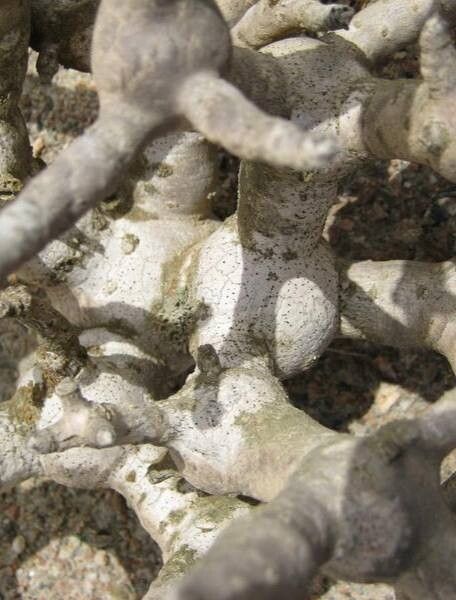 Othonna furcata bark