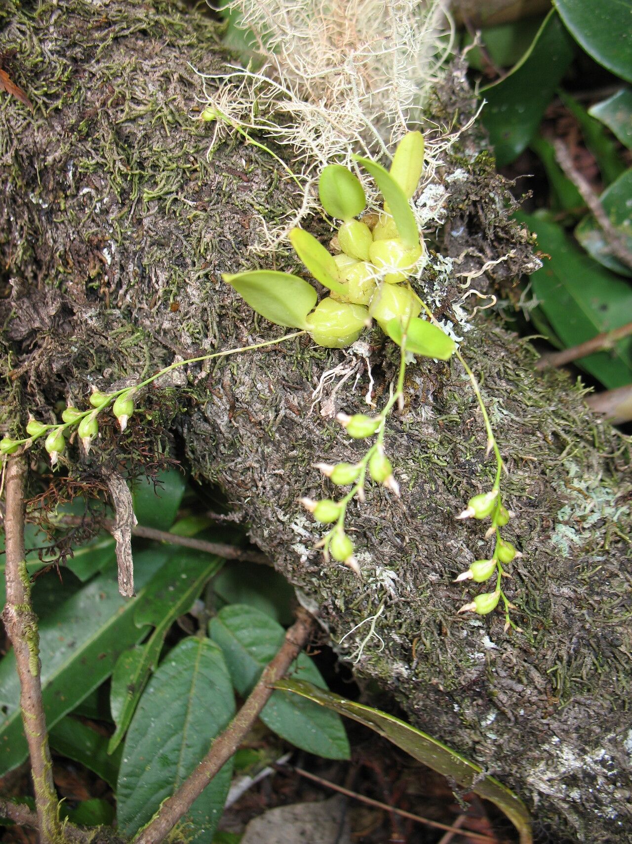 Bulbophyllum hyalinum — houseplant care guide