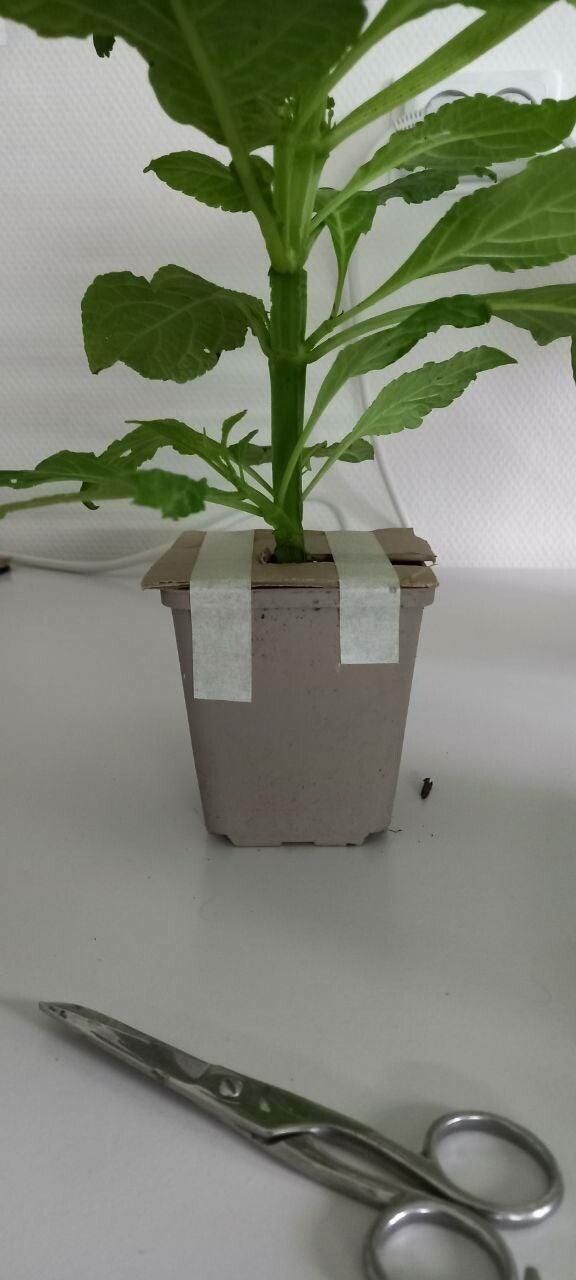 Salvia divinorum bark