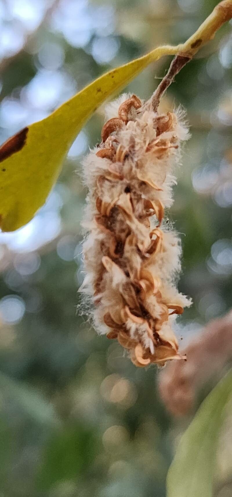 Salix acmophylla fruit