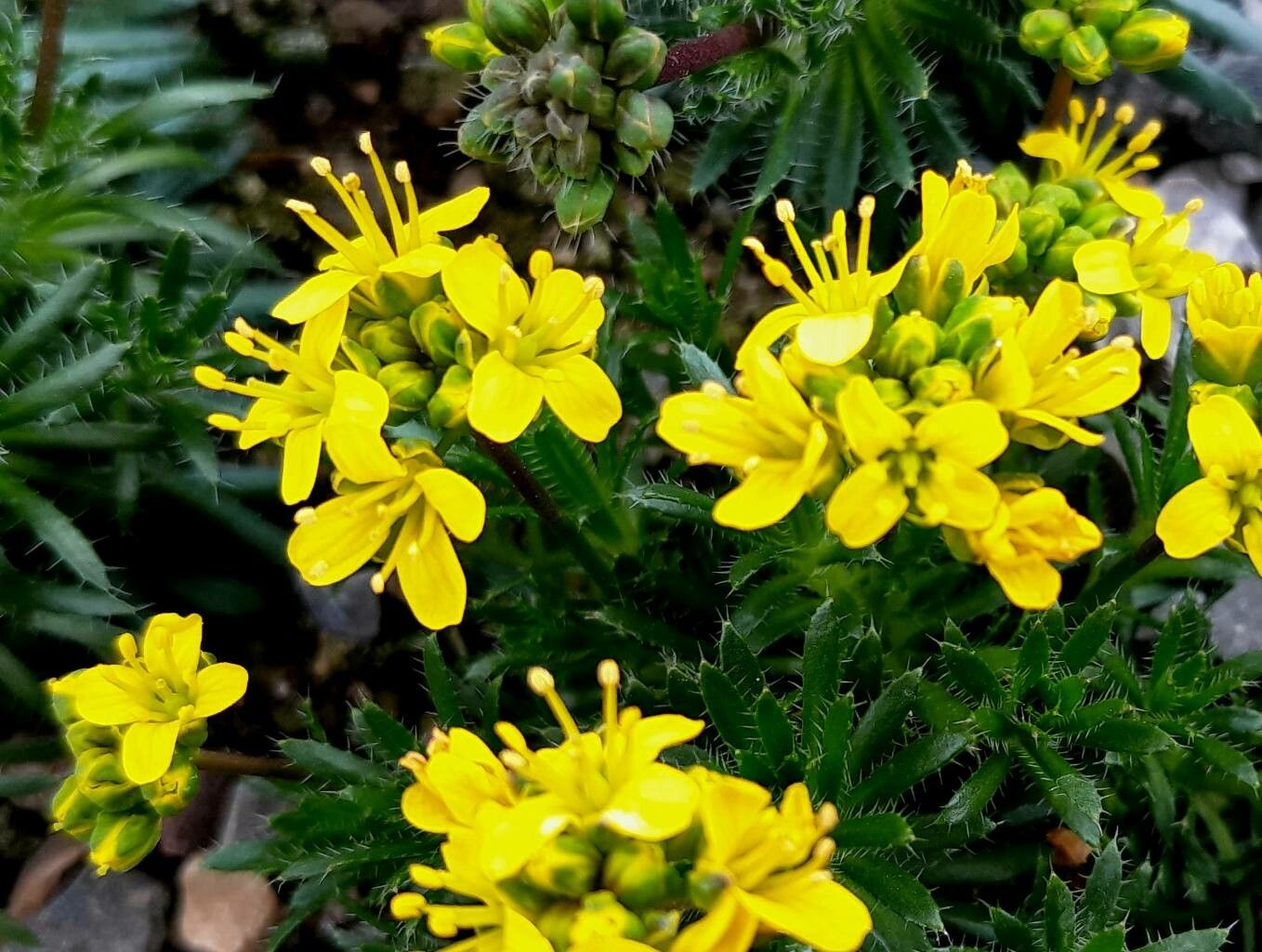 Draba lasiocarpa flower
