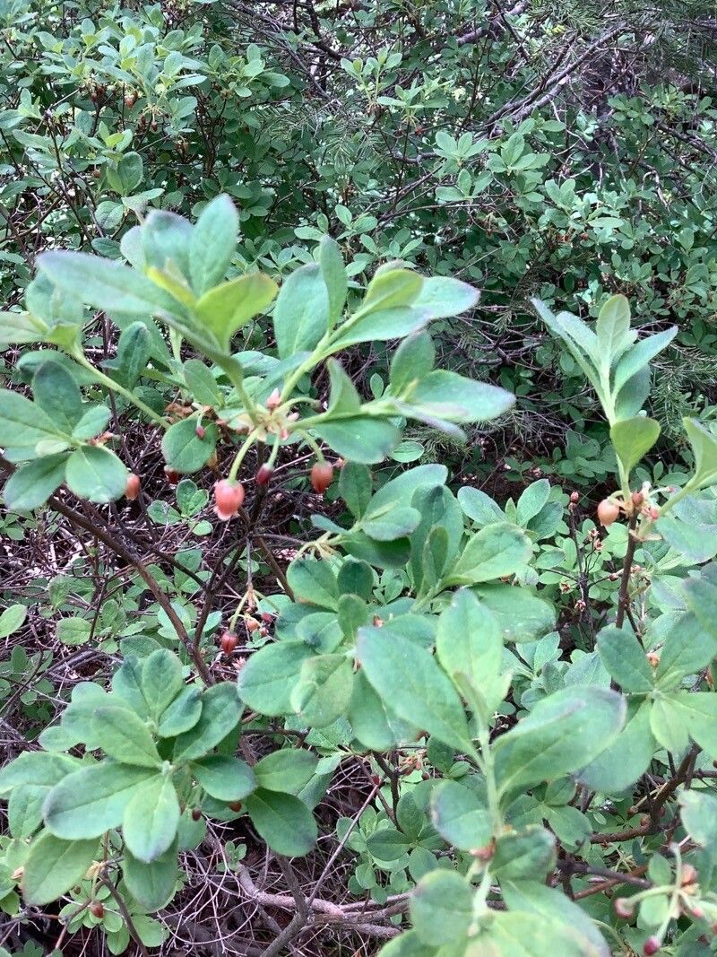 Menziesia ferruginea flower