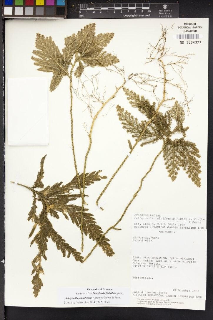 Selaginella palmiformis — houseplant care guide