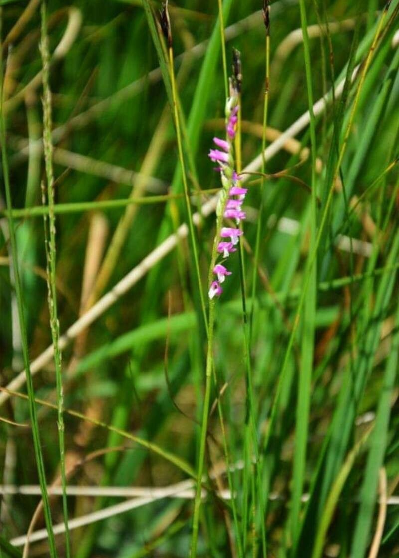 Spiranthes sinensis flower