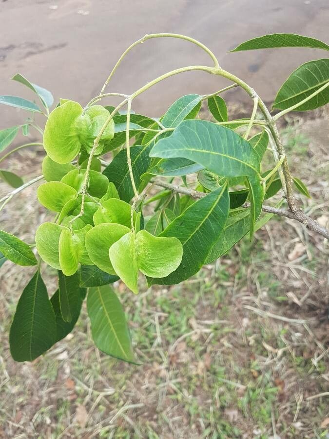 Balfourodendron riedelianum fruit