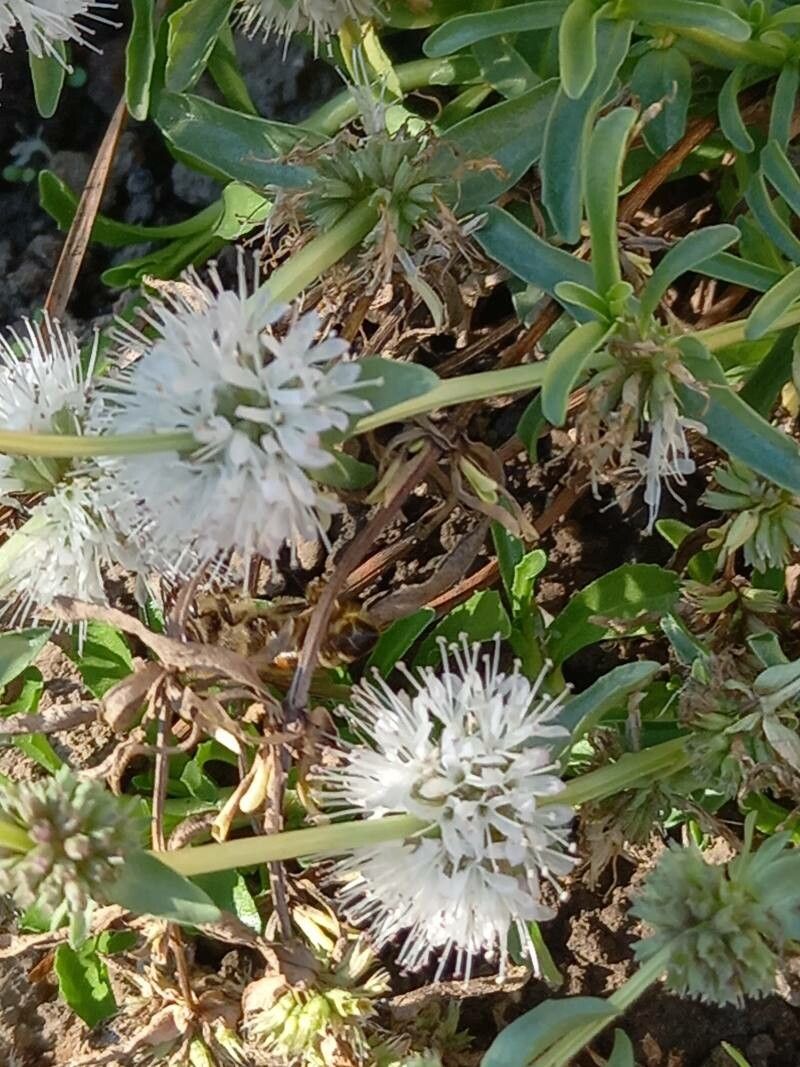 Mentha gattefossei flower