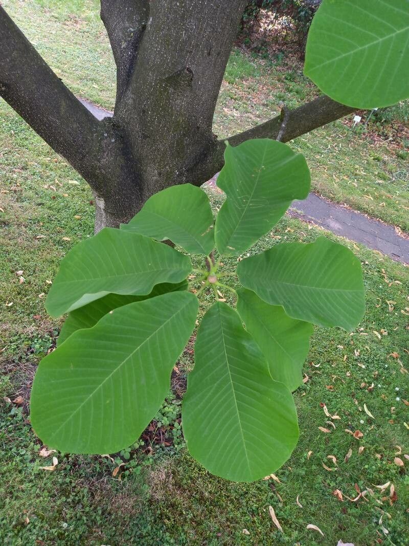 Magnolia hypoleuca leaf
