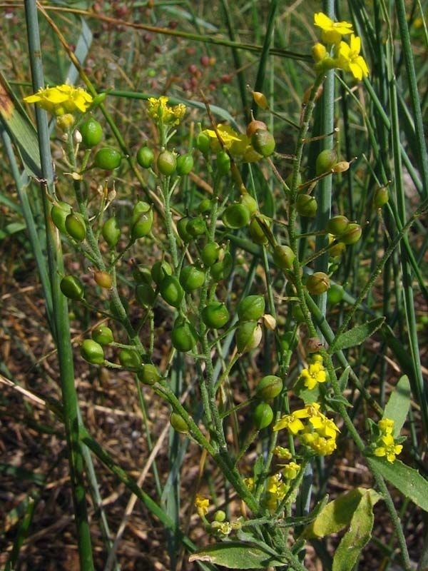 Aurinia petraea habit