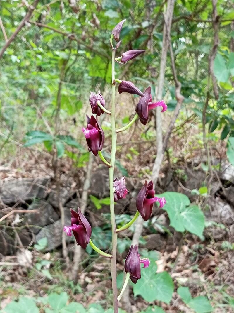 Eulophia nuda flower