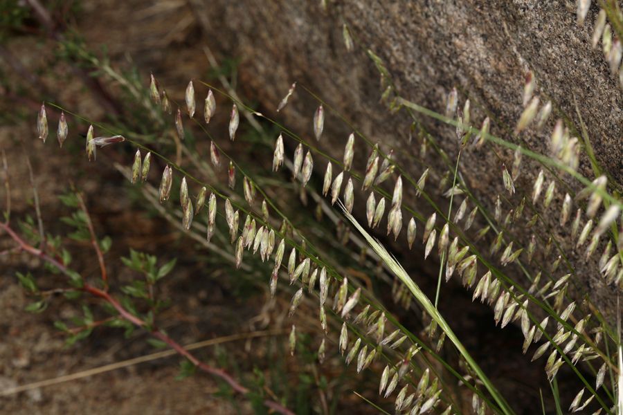 Melica stricta fruit