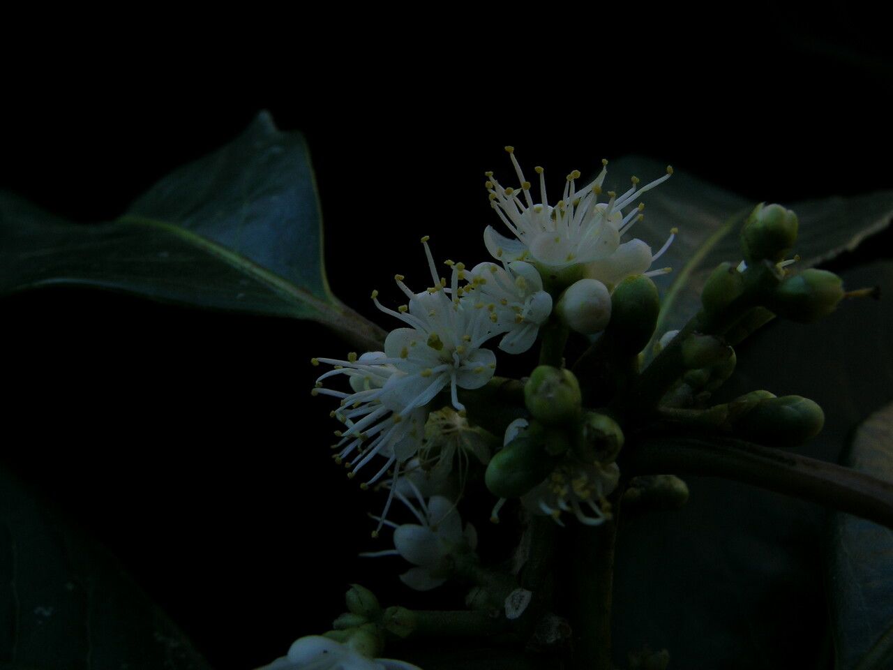 Symplocos theifolia habit