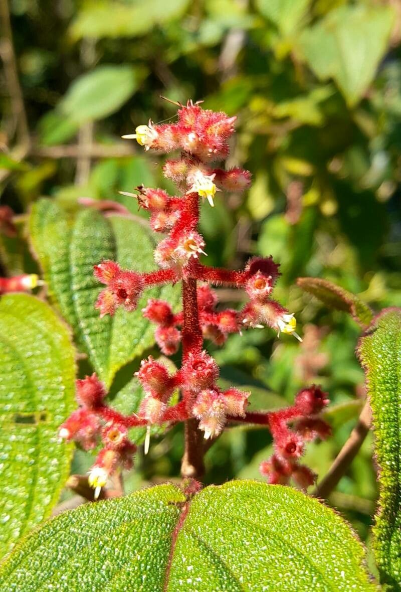 Miconia leacrenata flower