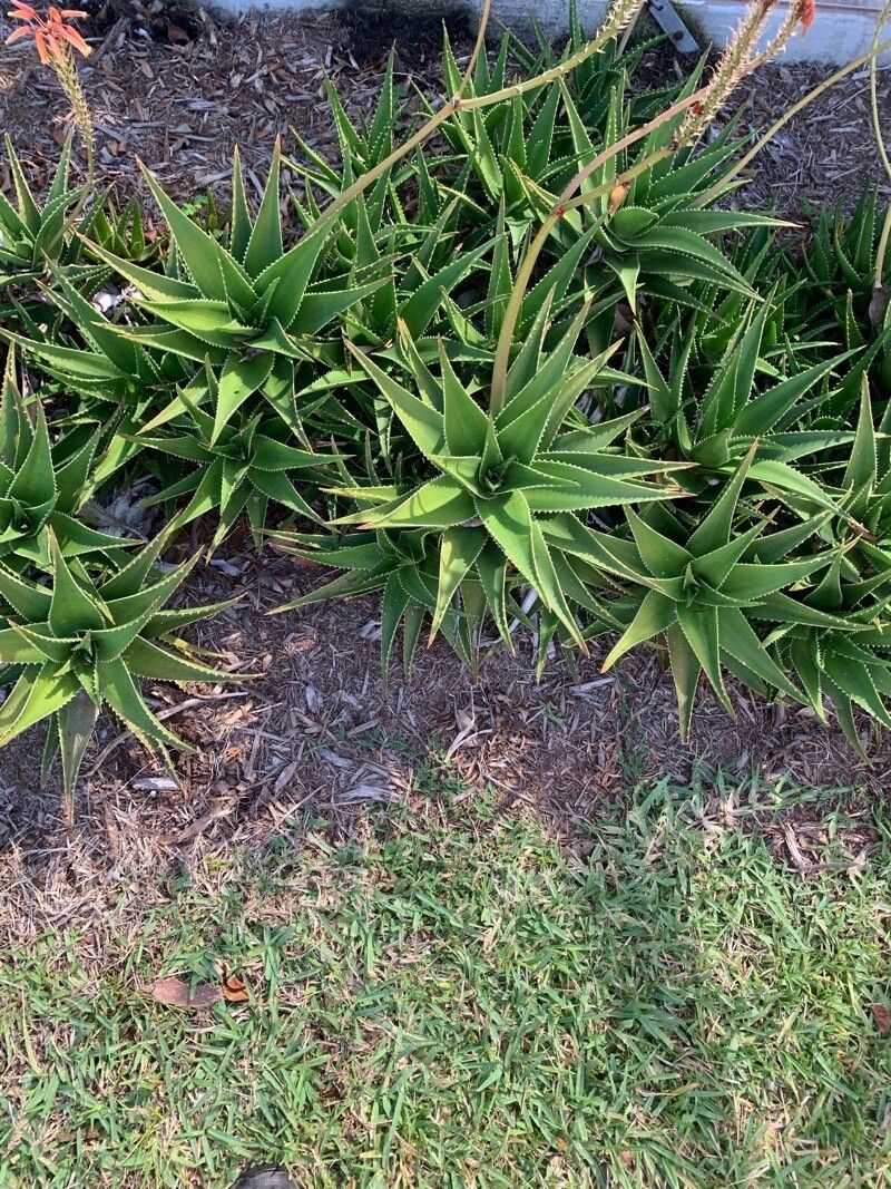 Aloe × delaetii leaf