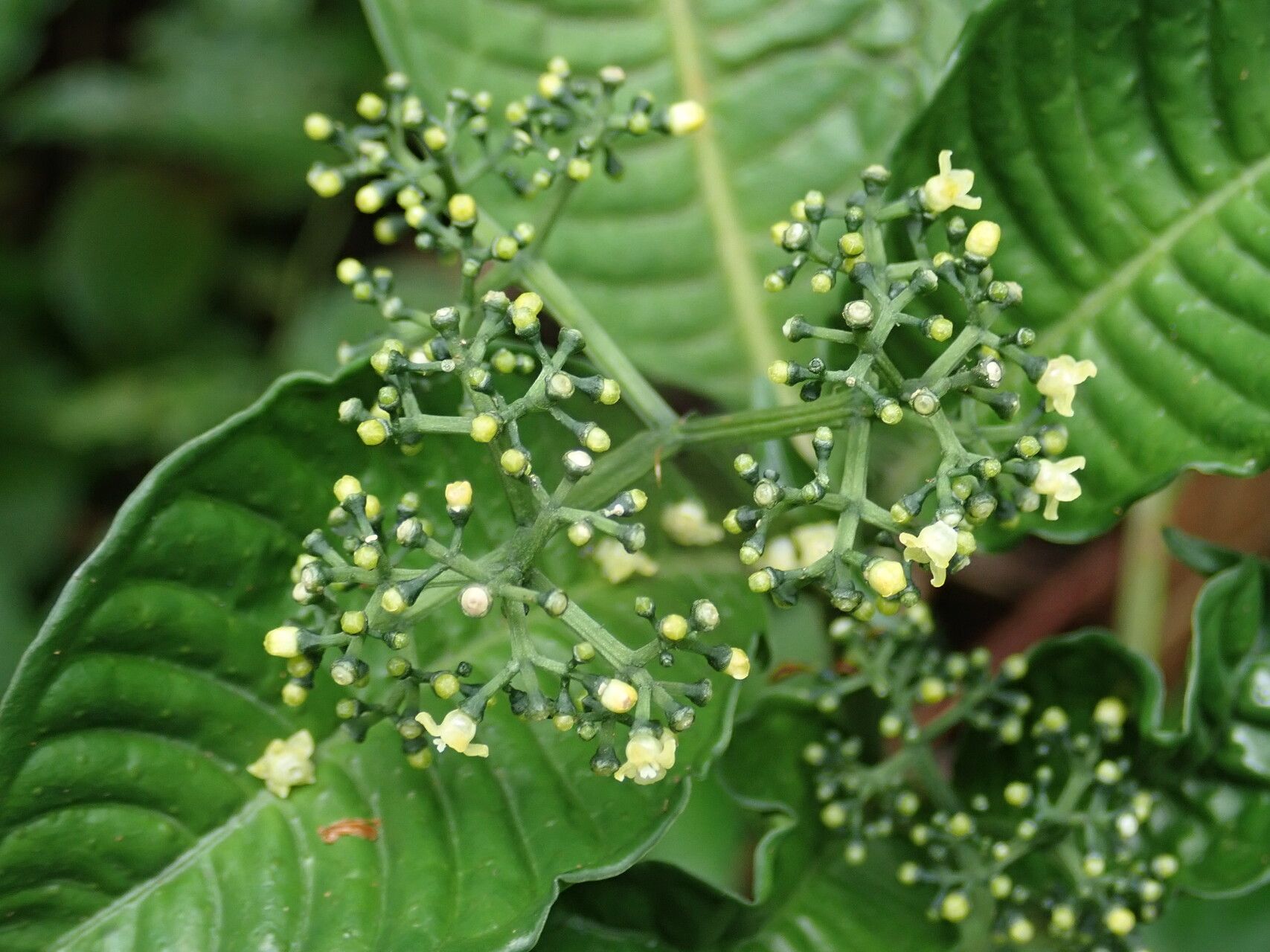 Psychotria leptophylla flower