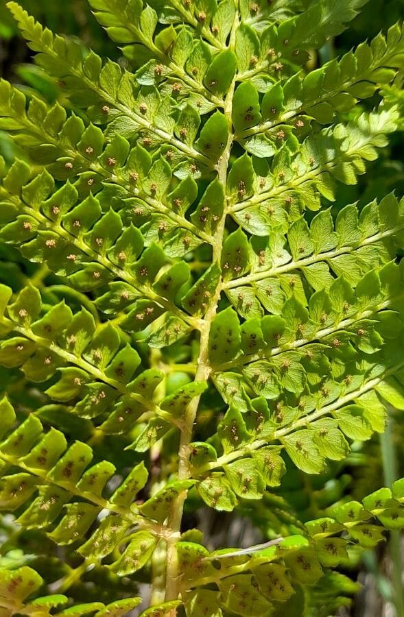Polystichum montevidense fruit
