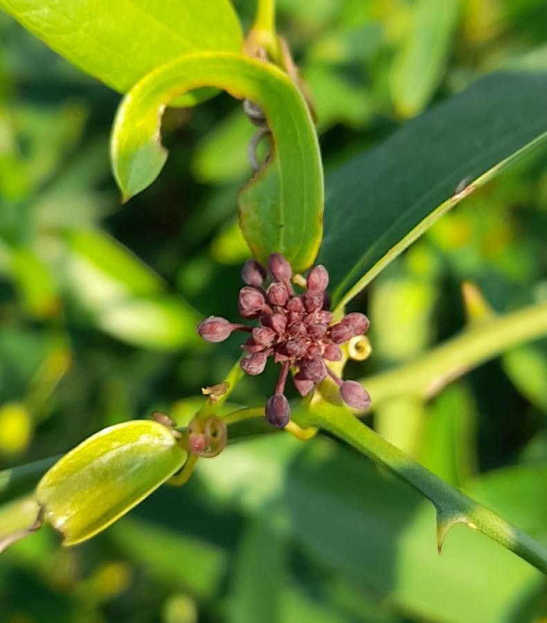 Smilax campestris fruit