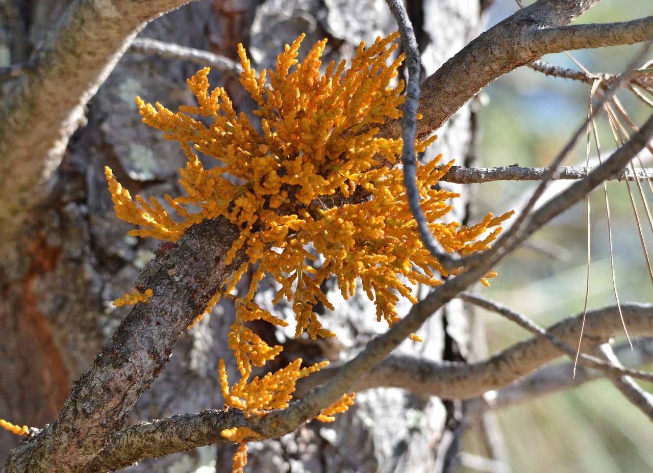 Arceuthobium campylopodum flower