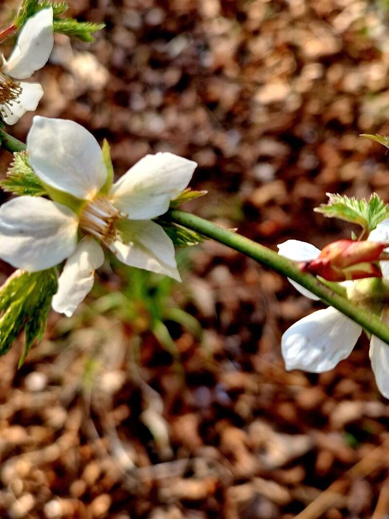 Rubus palmatus flower