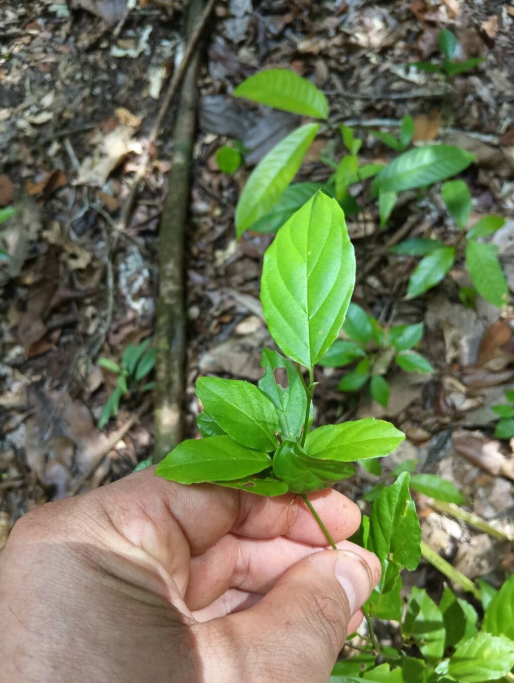 Gouania blanchetiana leaf