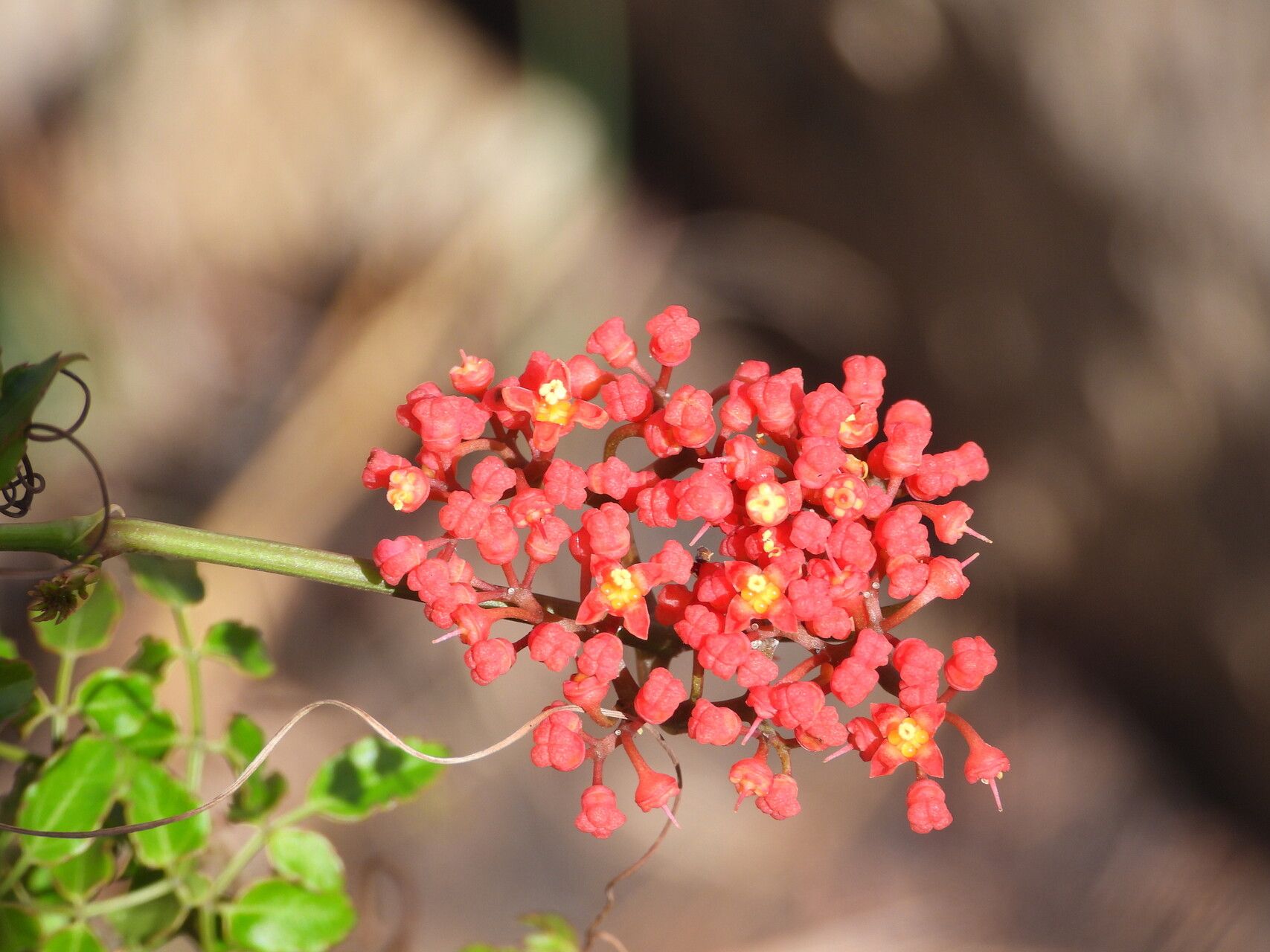 Cyphostemma horombense flower
