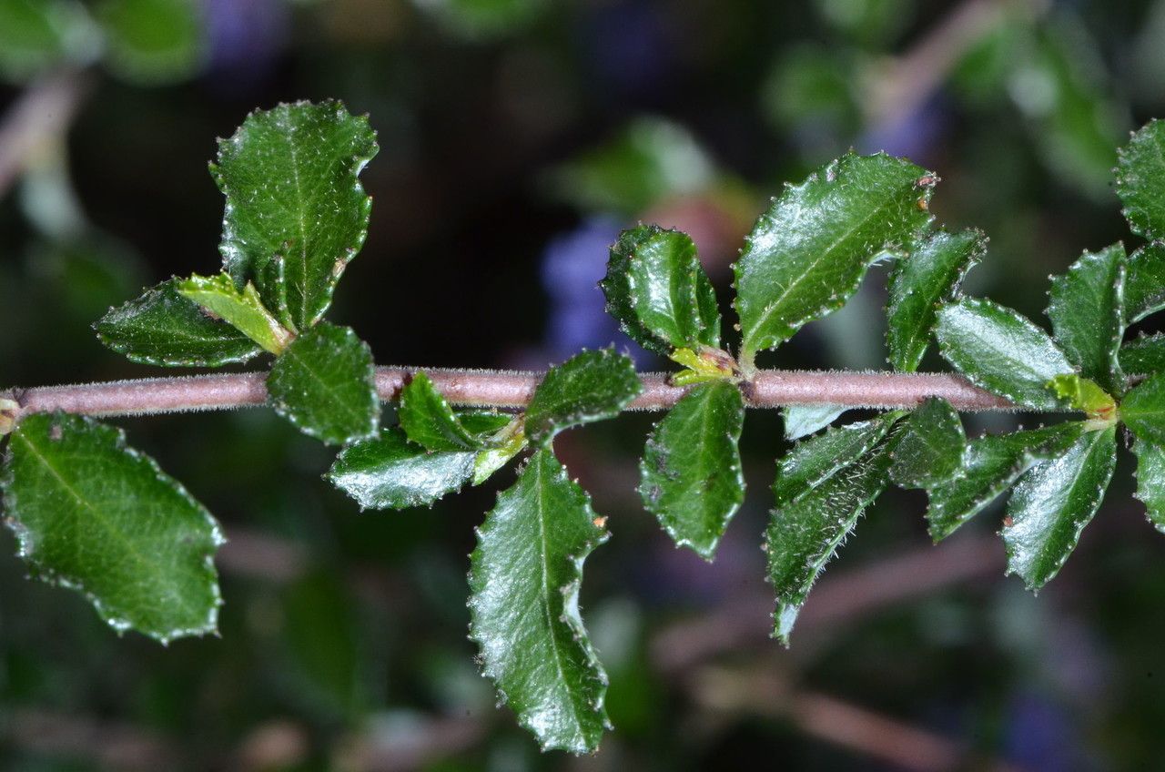 Ceanothus foliosus — search result for 'Ceanothus'
