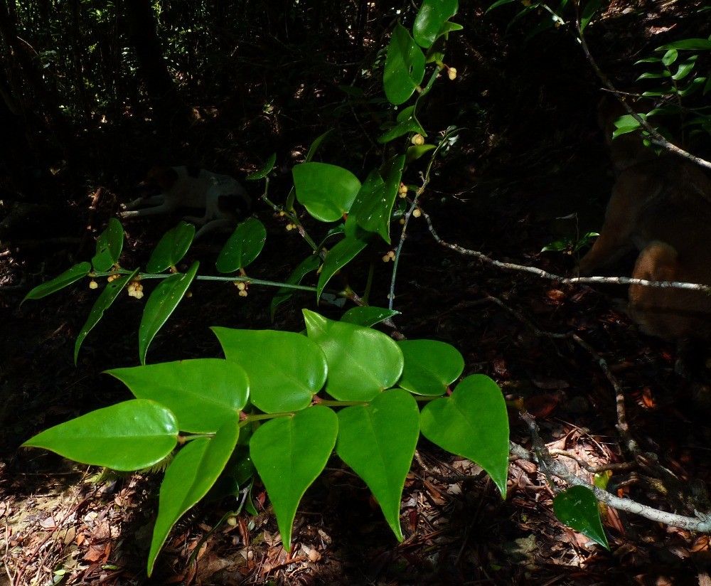 Phyllanthus parainduratus habit