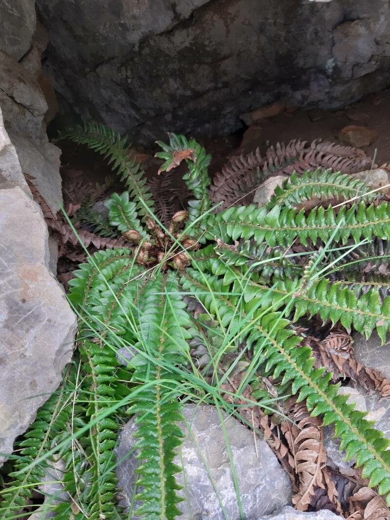 Polystichum lonchitis flower