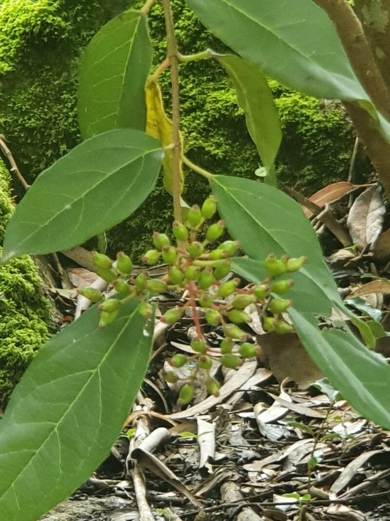 Viburnum cylindricum flower