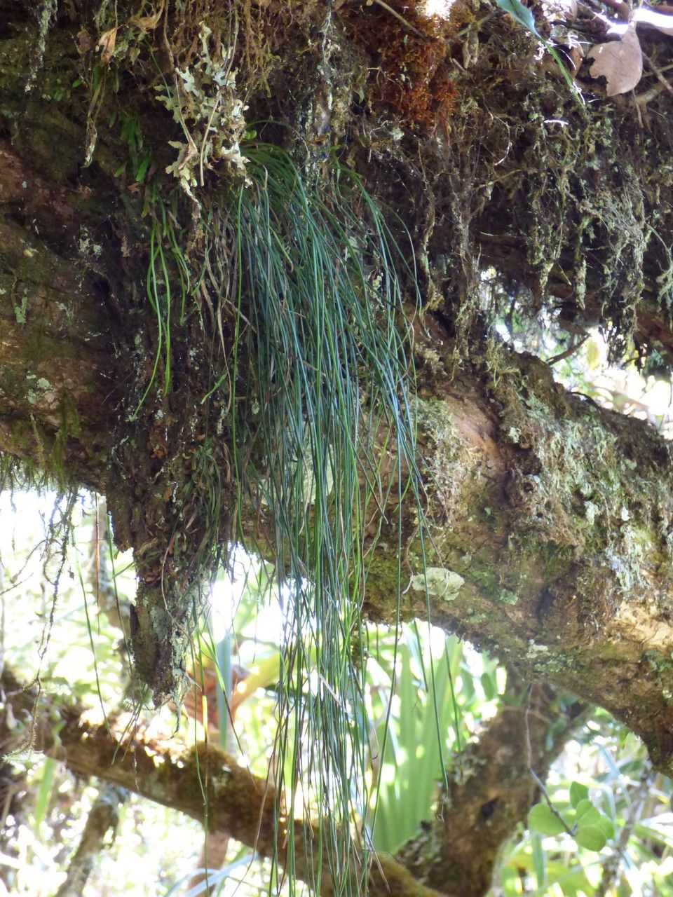Vittaria isoetifolia habit