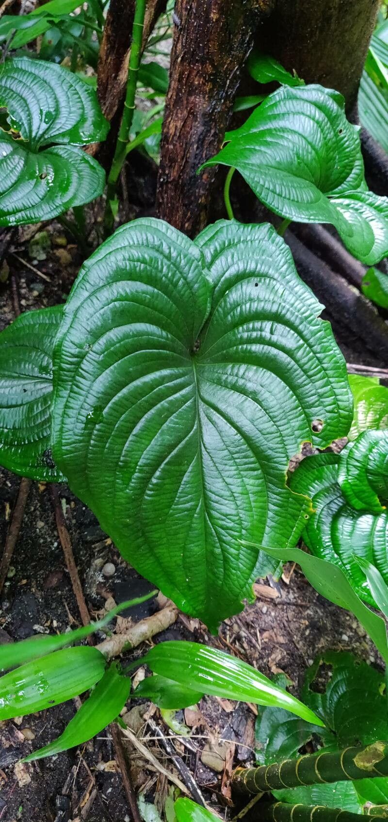 Cyanastrum cordifolium leaf
