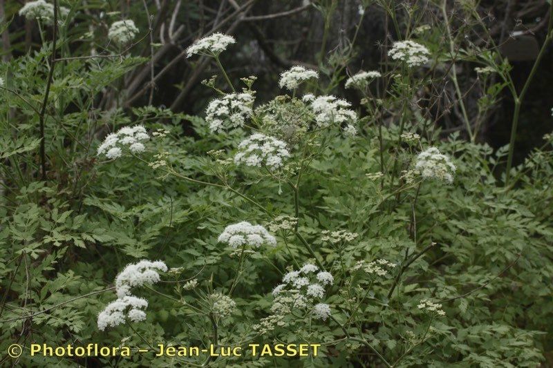 Pimpinella junionae habit