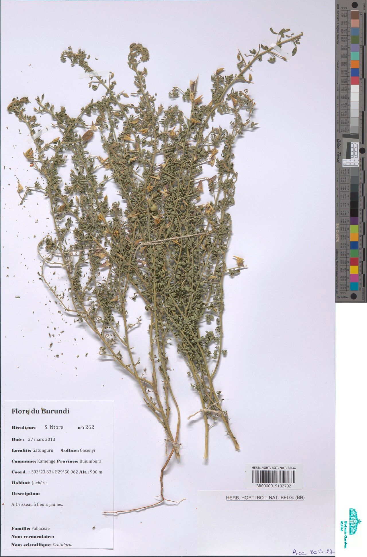 Crotalaria spinosa — houseplant care guide