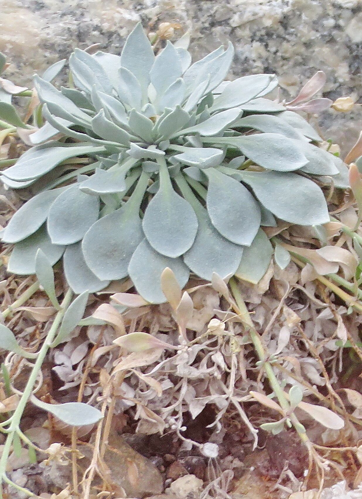 Physaria alpina habit