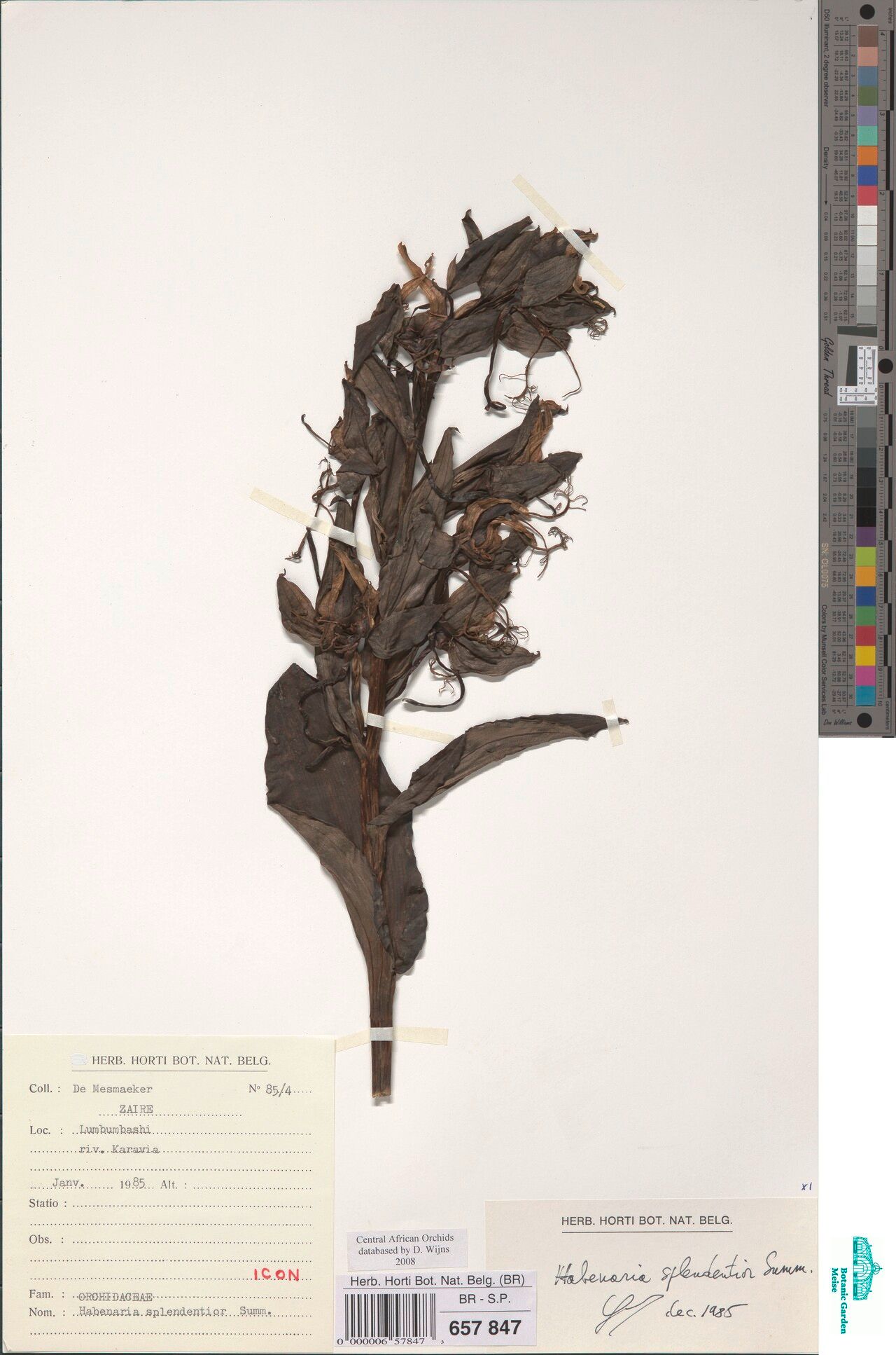 Habenaria splendentior — houseplant care guide