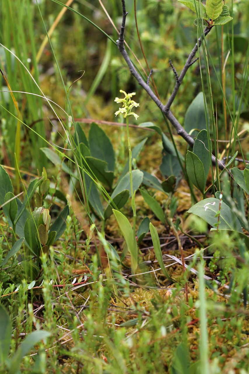 Platanthera clavellata habit