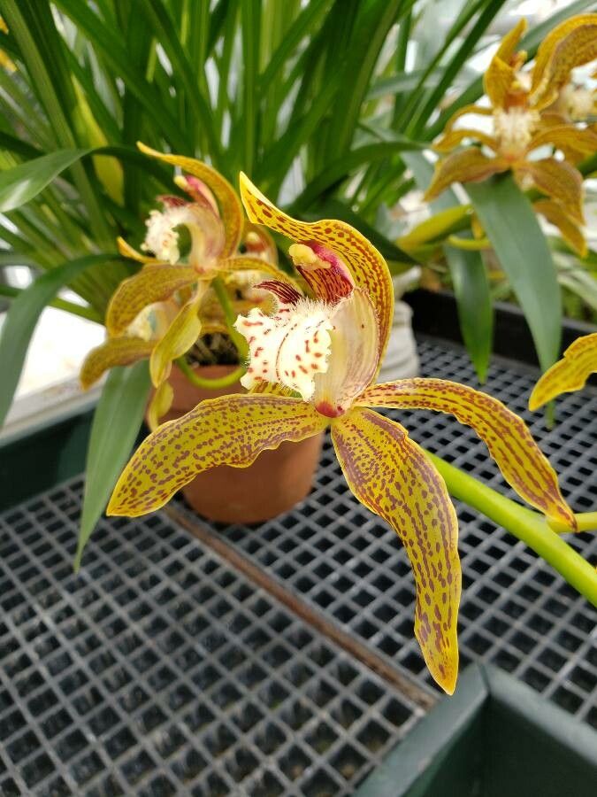Cymbidium tracyanum flower
