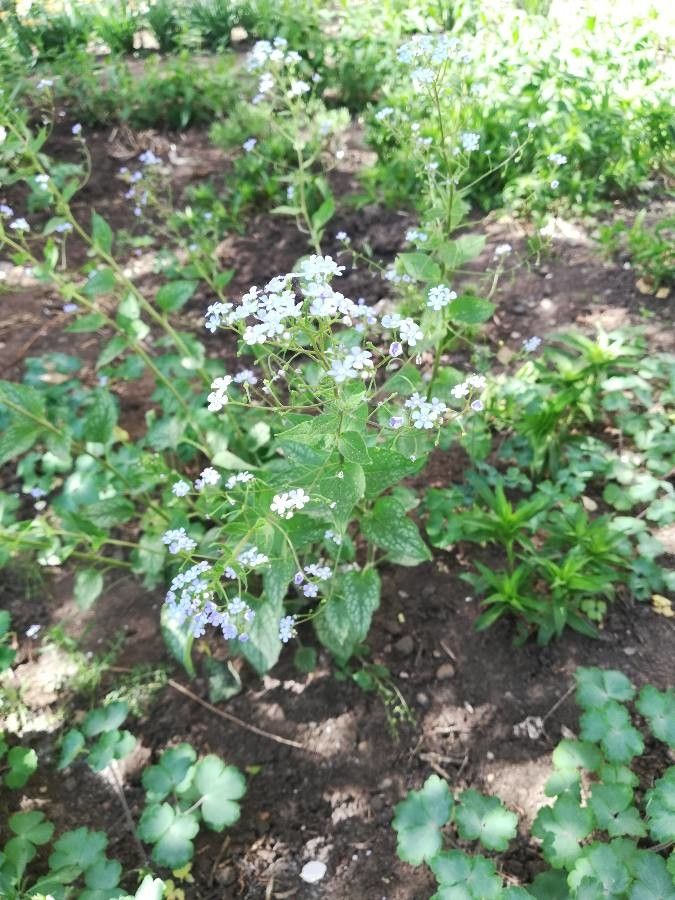 Brunnera sibirica flower