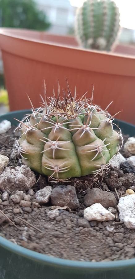 Gymnocalycium pflanzii bark