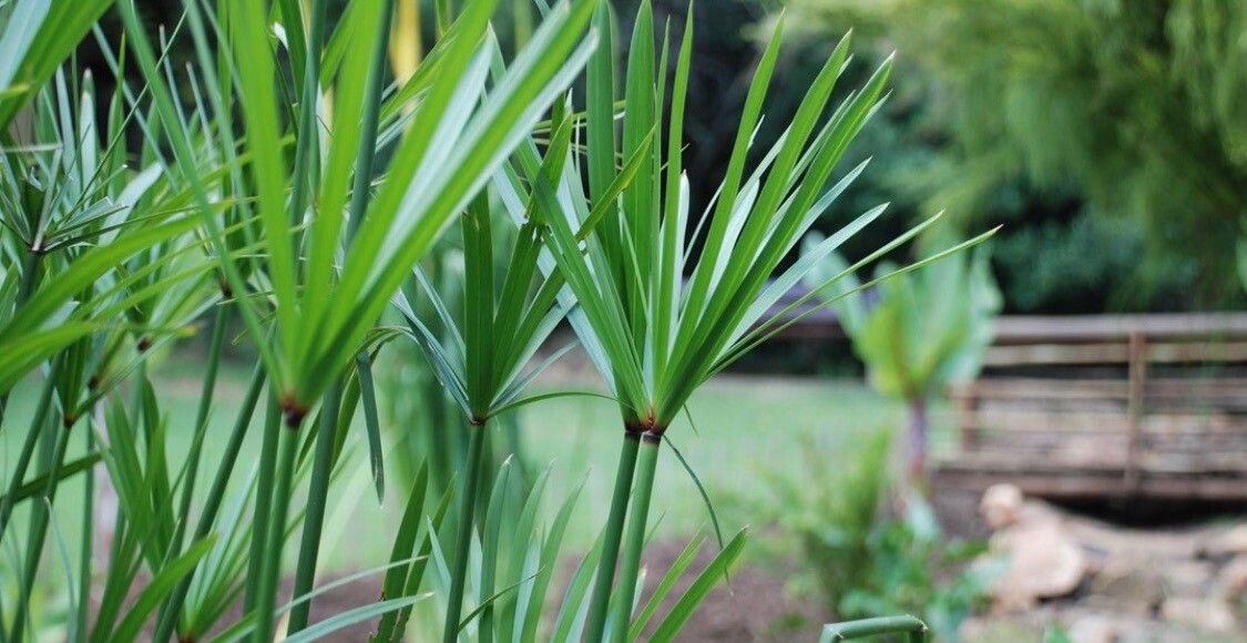 Cyperus textilis — search result for 'Cyperus'